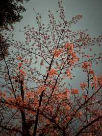 Senshu Park Cherry Blossoms-Akita's Floral Castle in the Sky