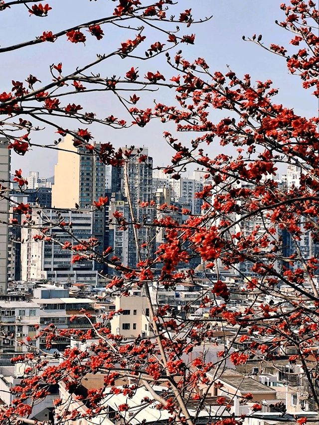 A Complete Guide to Macau Day Trip