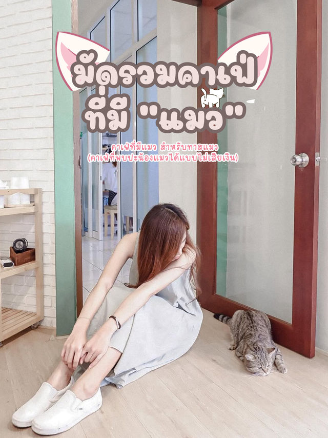 มัดรวมคาเฟ่สำหรับทาสแมว  พาไปคาเฟ่เด็กเอนฯ🐈