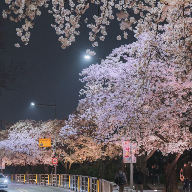 서울 밤벚꽃 명소 여의도 한강공원 