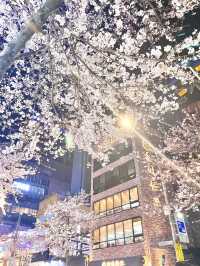 首爾新村🌸一條只有公車能走的櫻花路