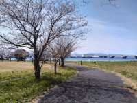 福岡海濱公園賞櫻---Minato 100 Nen Parkみなと100年公園