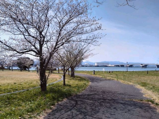 福岡海濱公園賞櫻---Minato 100 Nen Parkみなと100年公園