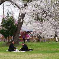 “Petals by the Lake: Sakura Reflections of Ashinoko” 