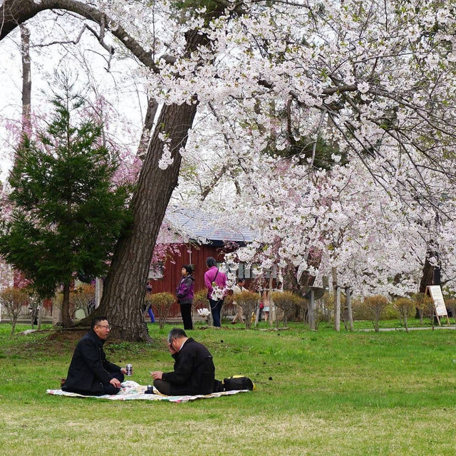 “Petals by the Lake: Sakura Reflections of Ashinoko” 