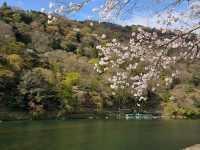 Just Me, Some Sakura, and a River Doing Its Thing