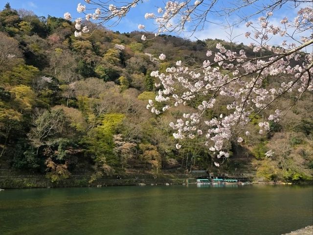 Just Me, Some Sakura, and a River Doing Its Thing