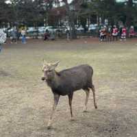 Just an Hour from Osaka: A Charming World of Deer, Temples & Tranquility