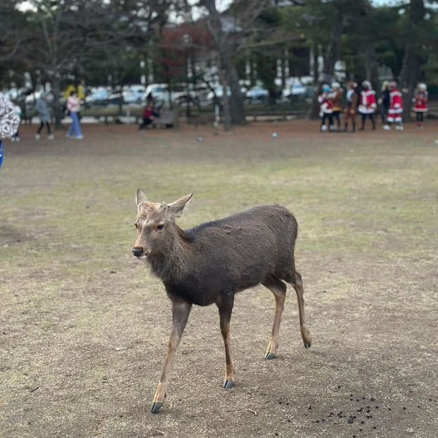 Just an Hour from Osaka: A Charming World of Deer, Temples & Tranquility
