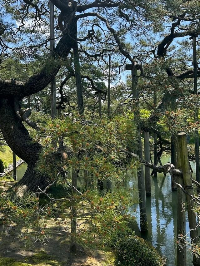 Strolling Through Serenity