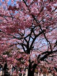 Tokyo sakura