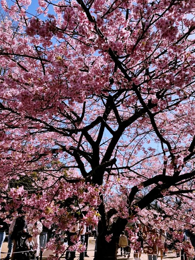 Tokyo sakura