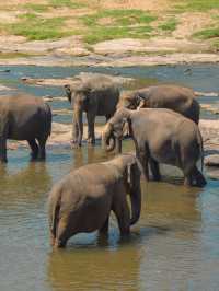 Pinnawala Elephant Orphanage ศูนย์ช่วยช้างถูกทิ้ง🐘