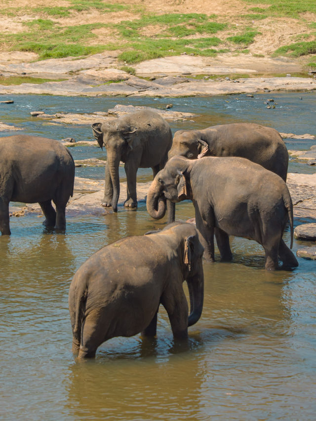 Pinnawala Elephant Orphanage ศูนย์ช่วยช้างถูกทิ้ง🐘