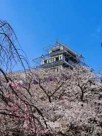Castle of Petals: Fukuoka’s Blossom-Crowned Ruins