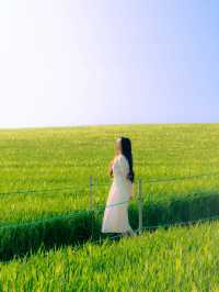 벚꽃 다음은 유채+청보리 사냥 떠나야죠!🌾