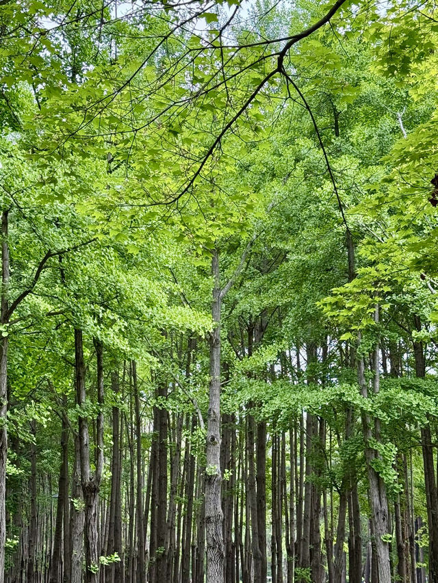 도심 속 힐링, 서울숲 산책 후기