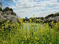 CHIDORIGAFUCHI RYOKUDO | TOKYO’S PICTURESQUE MOAT OF BLOSSOMS