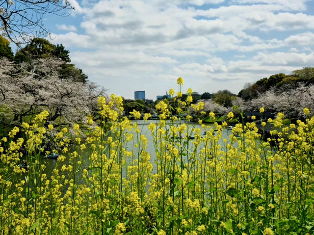 CHIDORIGAFUCHI RYOKUDO | TOKYO’S PICTURESQUE MOAT OF BLOSSOMS