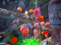 Aquarium สุดว้าวววว✨️