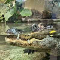 日本で唯一ラッコに会える水族館🦦ꕀ