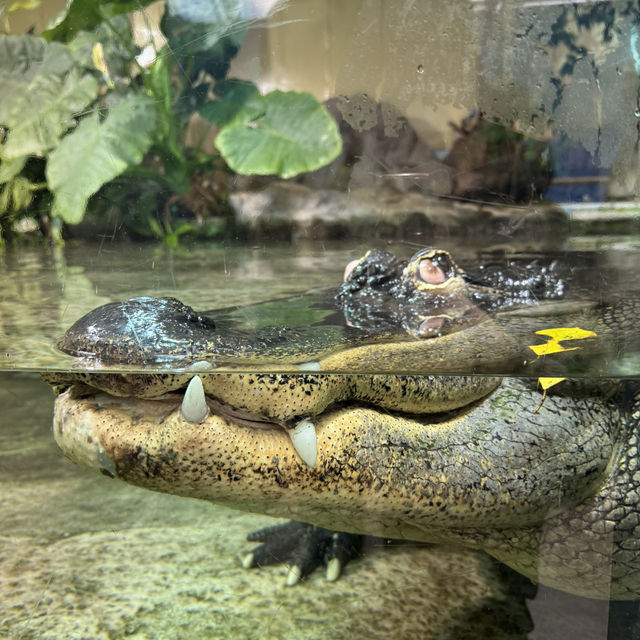 日本で唯一ラッコに会える水族館🦦ꕀ