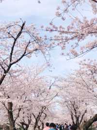 Blossom Bliss at Yoro Park: Nature’s Pink Symphony