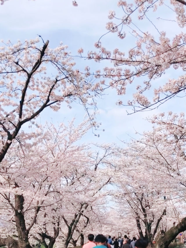 Blossom Bliss at Yoro Park: Nature’s Pink Symphony