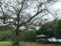 Walk into the nature in Kuching