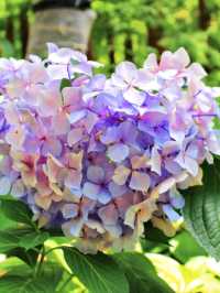 💜繡球花💙大阪長居公園