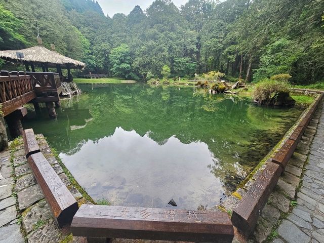 行！走入超完美芬多精仙境～阿里山森林公園