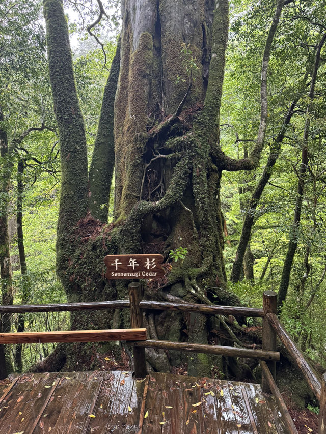 雨のヤクスギランド