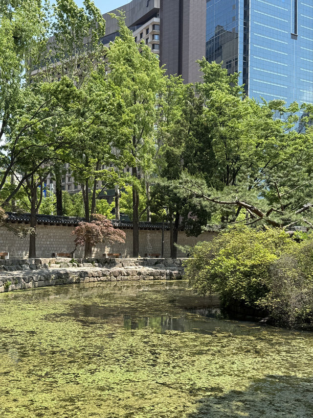 🌸 도심 속 고궁의 여유, 덕수궁 산책하기 🏛️🌿