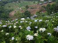Bucket of Blooms, Boots On & Camera Ready at KUV NIAM HYDRENYA
