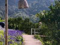 Lost in Lavender at Ying Yong Flower Garden