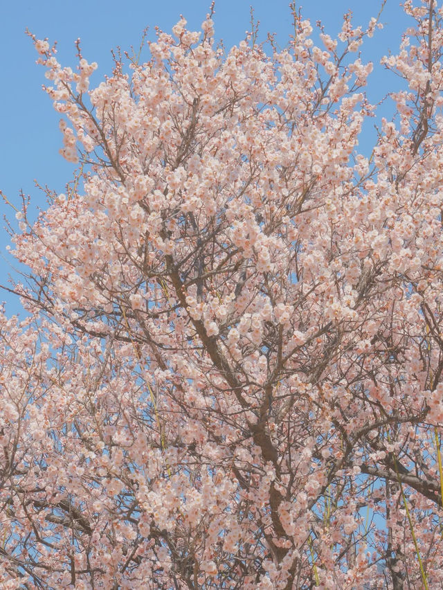 이번 주, 낙동강변에서 매화 피크닉 어때요?🌸❤️