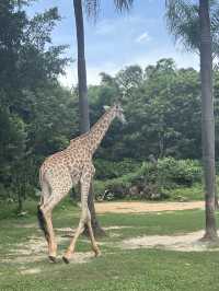 廣州長隆野生動物園