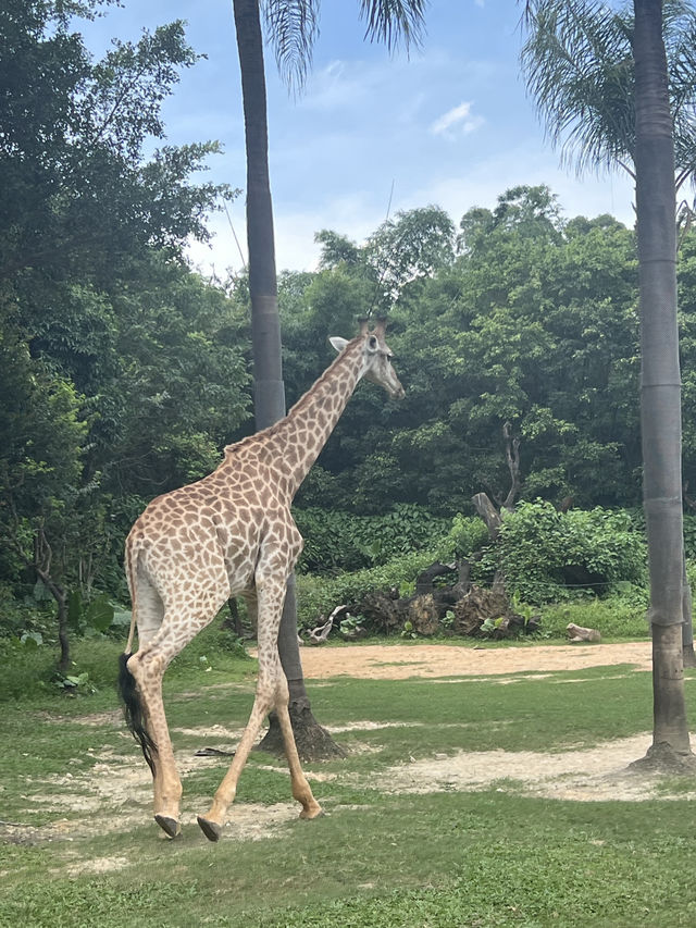 廣州長隆野生動物園