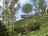 Escape the Heat, Embrace the Hills: One-Day Fun at Cameron Highlands!