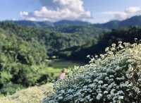 ไร่เก๊กฮวยนายพล ที่เที่ยวเชียงใหม่สวยๆ