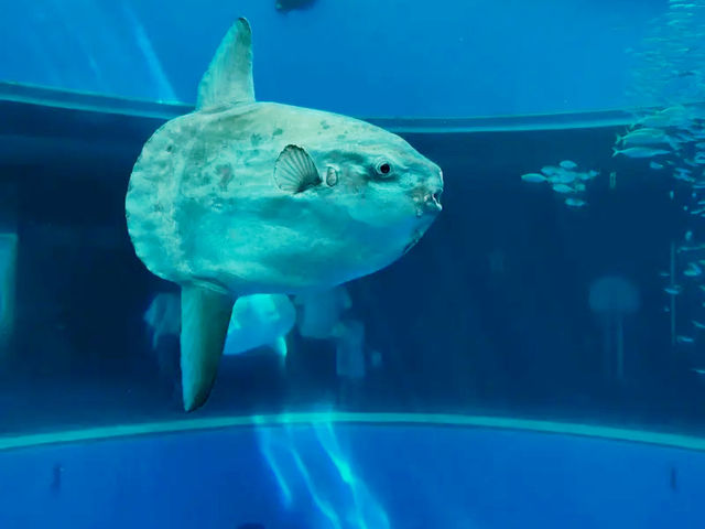 橫濱🇯🇵 八景島水族館