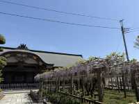 花開見佛-銚子妙福寺與來自京都的臥龍の藤