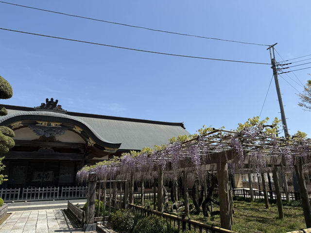 花開見佛-銚子妙福寺與來自京都的臥龍の藤