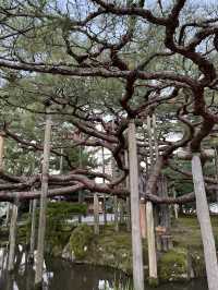 📍金澤兼六園｜北陸最美日式庭園 🍁秋意漸濃・古韻猶存・慢活漫遊
