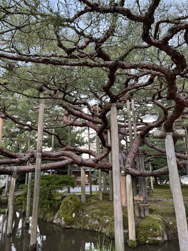 📍金澤兼六園｜北陸最美日式庭園 🍁秋意漸濃・古韻猶存・慢活漫遊