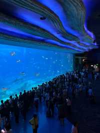 親子遊🇨🇳珠海長隆海洋王國🌊🐬🐋🐟全攻略