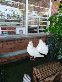 Chill Vibes and Caffeine: Desaru’s Affordable Plant Cafe Experience