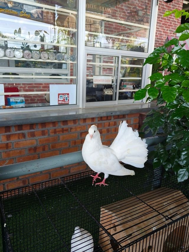 Chill Vibes and Caffeine: Desaru’s Affordable Plant Cafe Experience