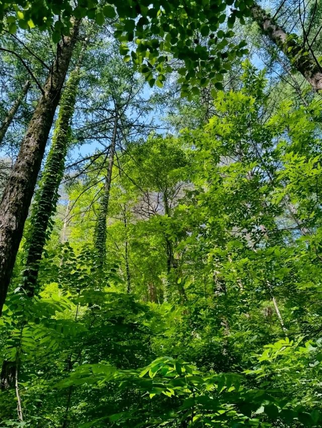 Forest Feels and a Breezy Summit