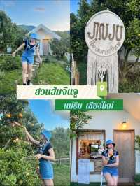 สวนส้มจินจู เชียงใหม่🍊